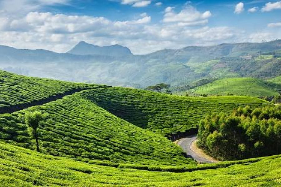 Glorious Munnar