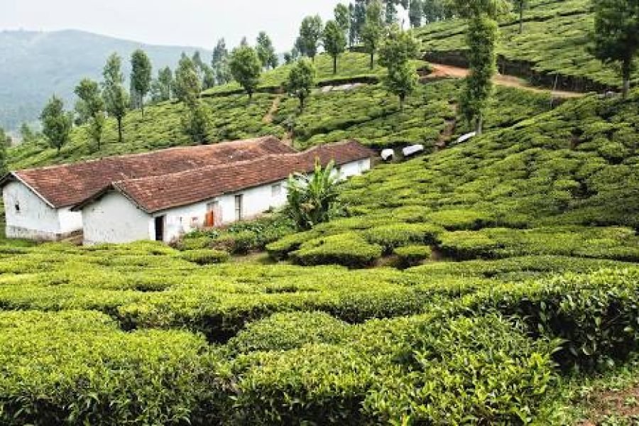 Ooty Special